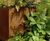 Bespoke corten steel planters, RBGE show garden 4