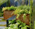 Bespoke corten steel planters, RBGE show garden 2
