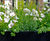 Bespoke planters, Regents Park townhouse redevelopment 8