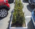 Bespoke movable steel planters for new car dealership 9