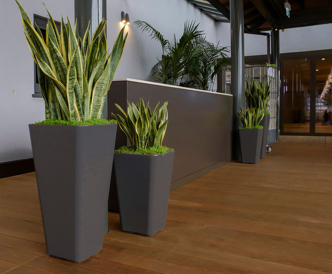 Planters for Royal Opera House restaurant
