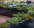 Bespoke steel planters for restaurant in Embassy Gardens 9