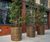 Bronze-finish stainless steel planters 4