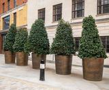 Bronze-finish stainless steel planters - on this page