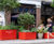 Coral Red shrub and tree street planters – Mayfair 1