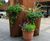 Conical planters for redeveloped shopping area – Bristol 4
