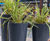 Bespoke steel street planters for Cardiff city centre 3