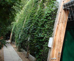 Green wall to shade and conceal sports hall
