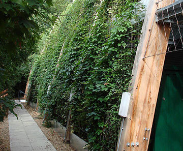 Green wall to shade and conceal sports hall
