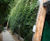Green wall to shade and conceal sports hall 0