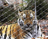 Webnet for animal enclosures - stainless steel mesh for zoo enclosures - on this page