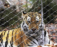 Webnet for animal enclosures - stainless steel mesh for zoo enclosures