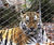 Webnet for animal enclosures - stainless steel mesh for zoo enclosures 0