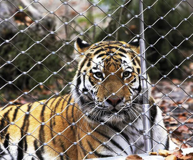 Webnet for animal enclosures - stainless steel mesh for zoo enclosures