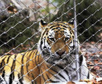 Webnet for animal enclosures - stainless steel mesh for zoo enclosures