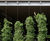 Jakob - bespoke stainless steel rope and rod green wall systems 4