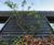Jakob Webnet green wall systems 1