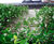 Jakob Webnet green wall systems 5