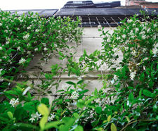 Jakob - bespoke stainless steel rope and rod green wall systems