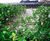 Jakob - bespoke stainless steel rope and rod green wall systems 0