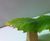 Sweet chestnut leaf pergola for school playground 6