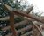 Sweet chestnut leaf pergola for school playground 5