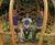 The Onion - handmade, steam-bent English oak gazebo 3