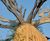 Baobab tree and slide sculpture - Chester Zoo 1