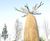 Baobab tree and slide sculpture - Chester Zoo 9