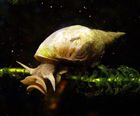 Water snails for ponds and lakes