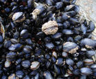 Swan mussels for freshwater ponds and lakes