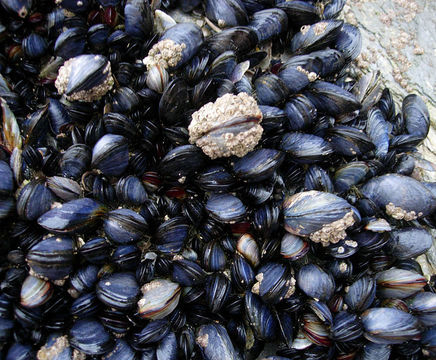 Swan mussels for freshwater ponds and lakes