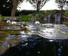 Deep water aquatic plants