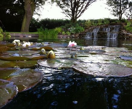 Deep water aquatic plants