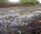 Contract-grown aquatic plants