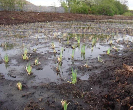Contract-grown aquatic plants