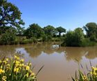 Water and marginal plant establishment at Langley Lakes