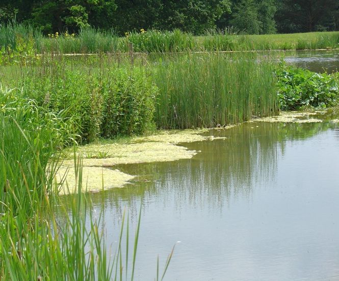 Wetland habitat creation Aqualife Water Plants & Landscapes