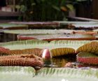  Large natural ponds for private estate