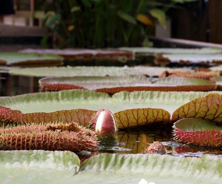  Large natural ponds for private estate