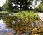Natural swimming ponds in landscaped settings