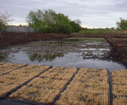 SuDS and flood management using aquatic plants