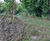 AllEdge - aluminium garden edging for lawns and borders 3