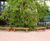Sheldon All Timber Bench - SBN309 6