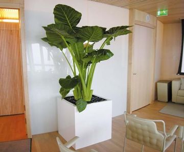 Cube Geo Design - fibreglass indoor square planter