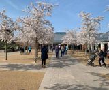 Resin bound permeable surfacing for entrance to RHS Garden Wisley - on this page