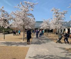 Resin bound permeable surfacing for entrance to RHS Garden Wisley