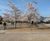 Resin bound permeable surfacing for entrance to RHS Garden Wisley 4