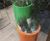 Geo Round - fibreglass planter for indoor and outdoor landscaping 4