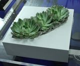 Dallas Bowls - fibreglass desktop planter bowl - on this page